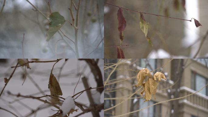 雪中枯叶