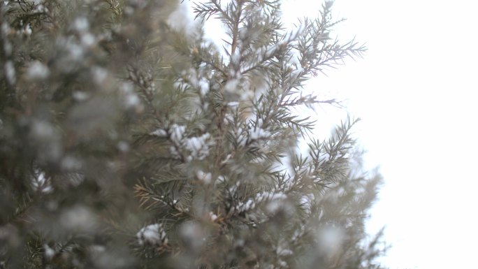 初冬小雪-降雪落叶小草雪景