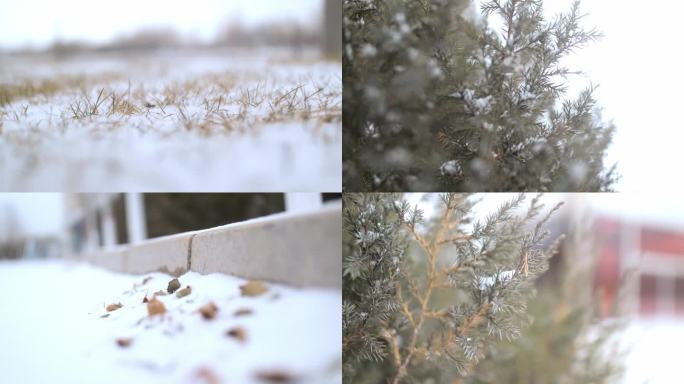 初冬小雪-降雪落叶小草雪景