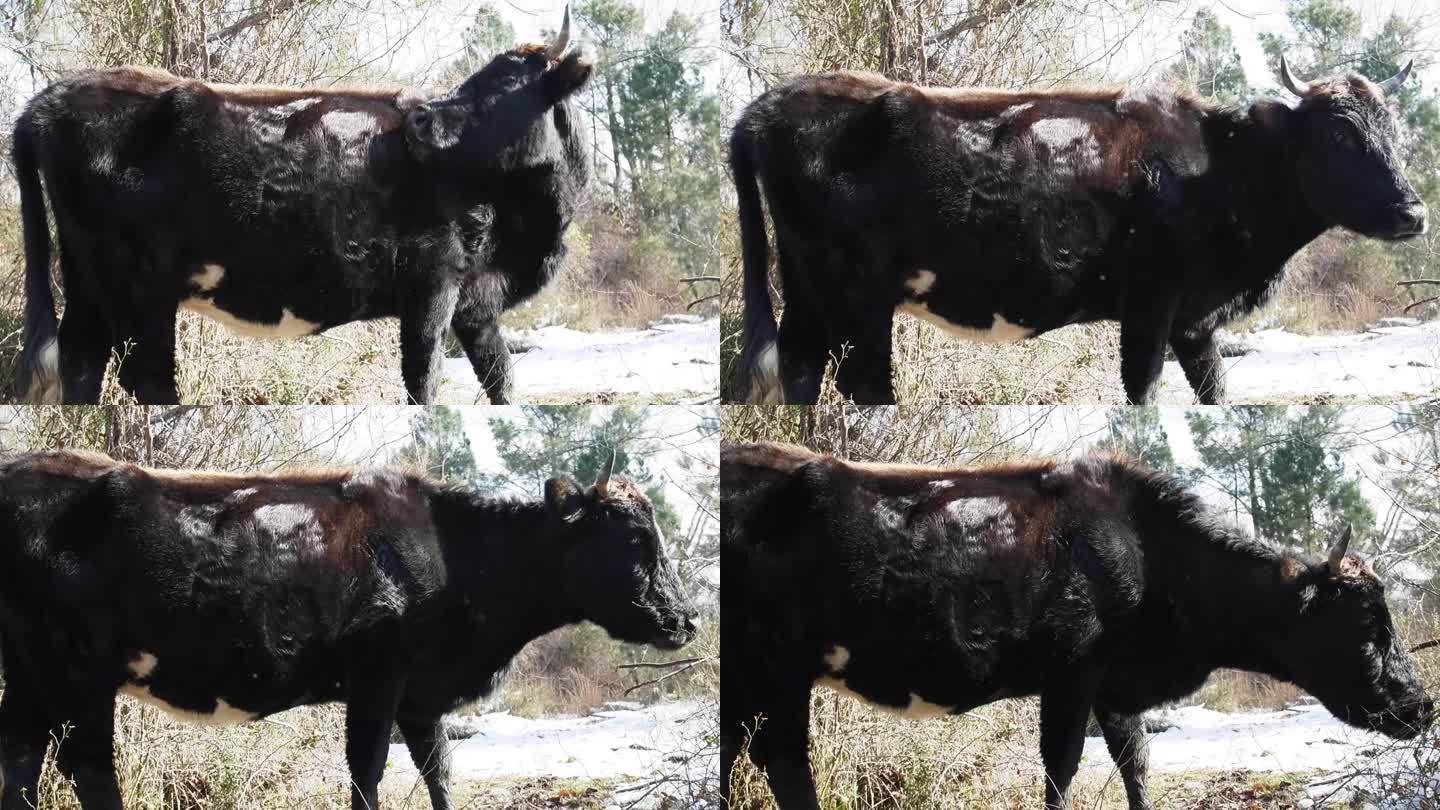 春天自由牧场村的黑牛