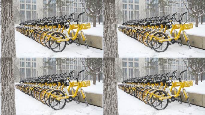冬天的小黄车整齐排放