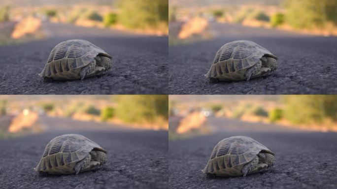 乌龟穿越繁忙的柏油路，保护和帮助动物的理念