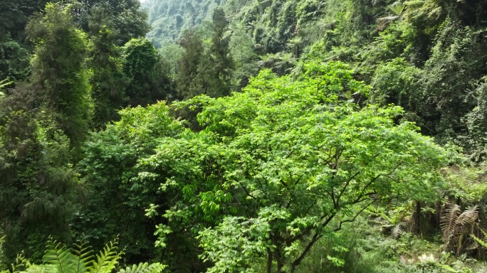 航拍四川野生原始桫椤树生长在小溪山林