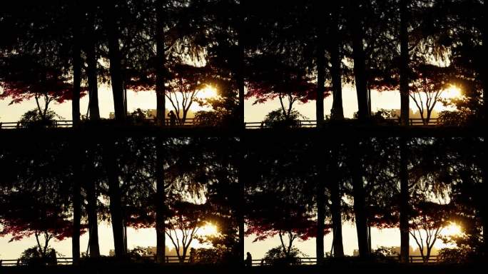 公园夕阳逆光剪影