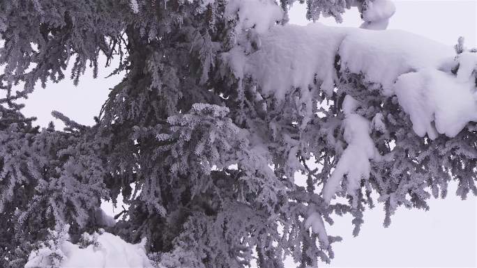 冬季雪景树枝上的积雪