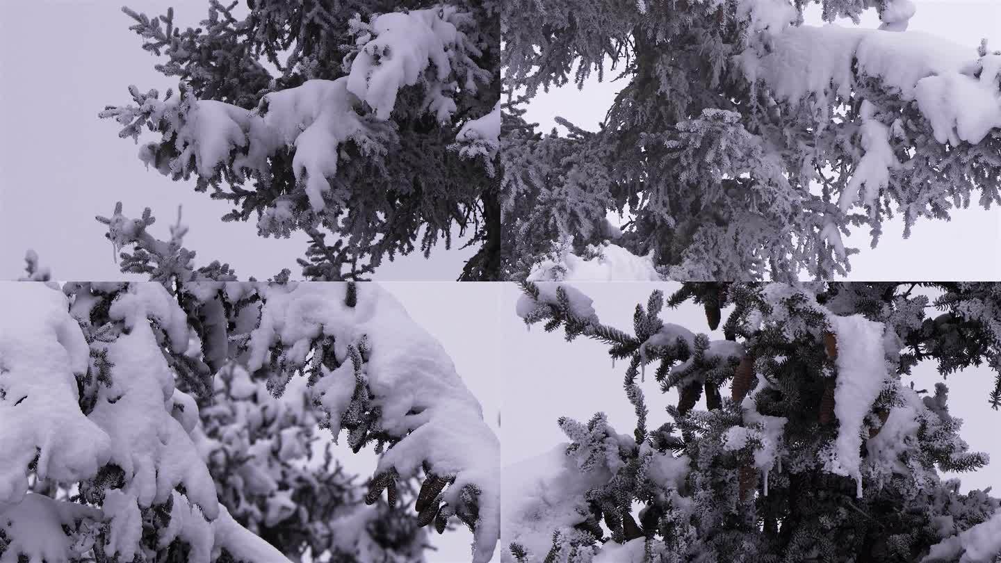 冬季雪景树枝上的积雪