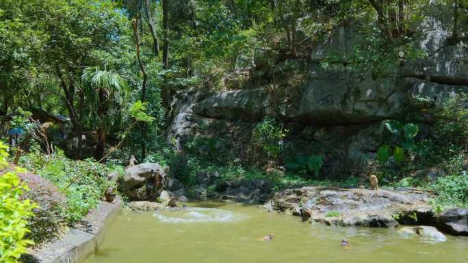 公园野生的猴子跳水戏水