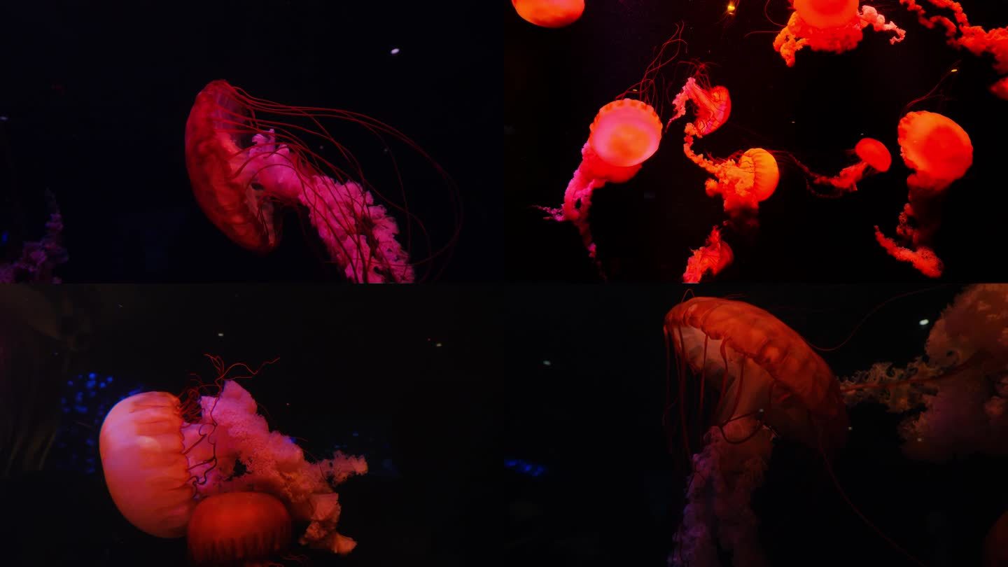 红色水母海底世界海洋馆水族馆
