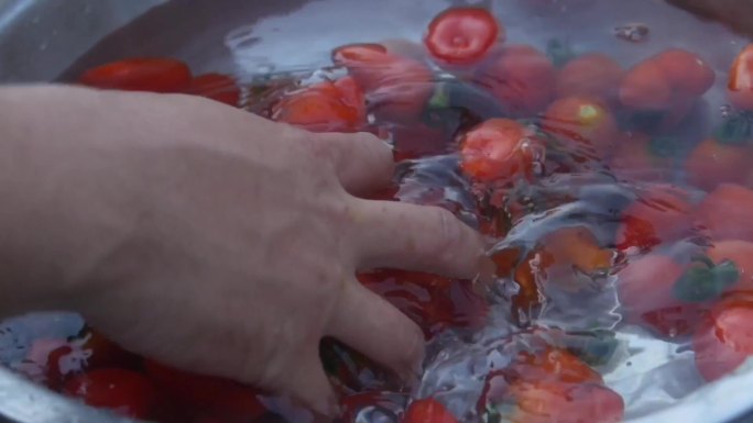 新鲜西红柿实拍视频