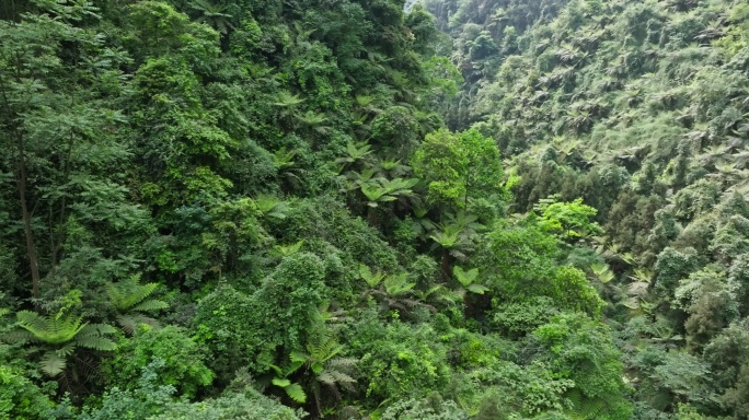 航拍四川野生原始桫椤树生长在小溪山林