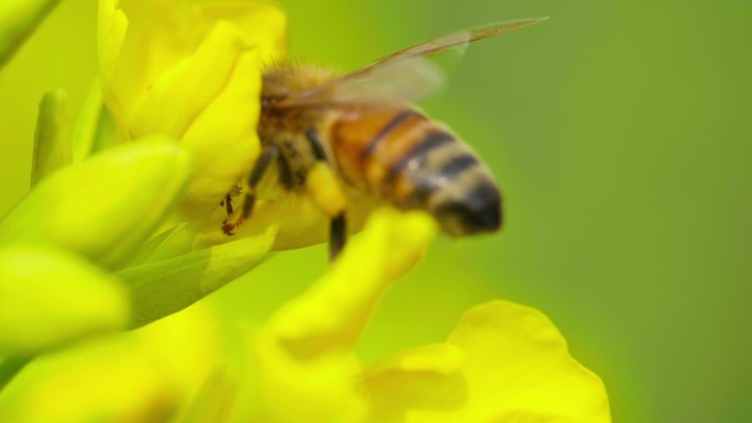 微距特写蜜蜂采蜜头伸进花心绒毛清晰可见