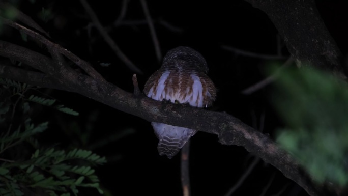 泰国，亚洲横斑猫头鹰(Glaucidium cuculoides)，侧身望向后方，然后面向前方发出叫