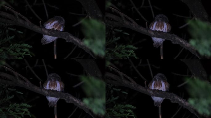 泰国，亚洲横斑猫头鹰(Glaucidium cuculoides)，侧身望向后方，然后面向前方发出叫