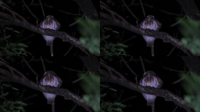 镜头拉近显示，这只猫头鹰在倾听森林里的每一个声音时，先是向前看，然后把头转向右边。摄于泰国的亚洲横斑