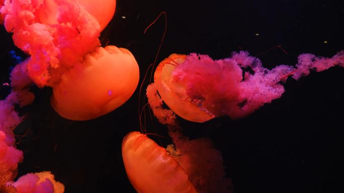 红色水母海底世界海洋馆水族馆