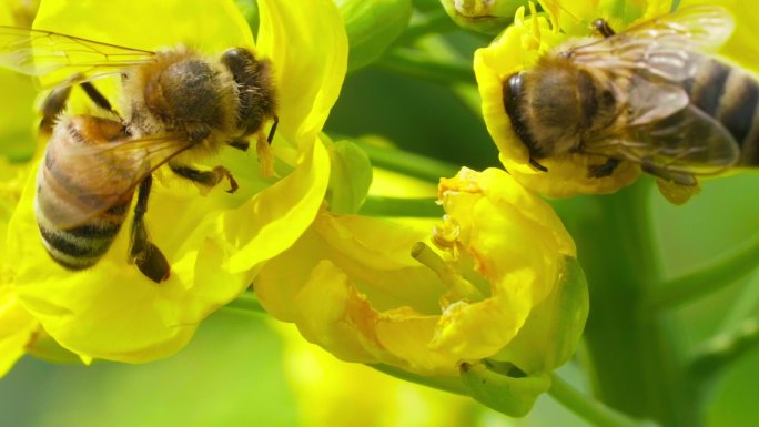 两只可爱的蜜蜂在油菜花上争抢采蜜特写飞舞