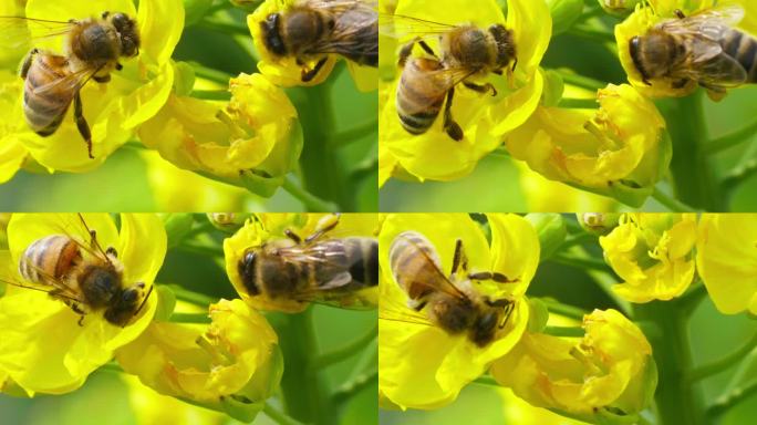 两只可爱的蜜蜂在油菜花上争抢采蜜特写飞舞