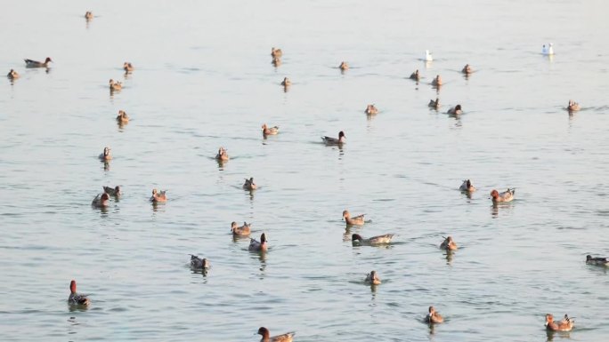 谣言令海鸟水鸟自然风光水中觅食