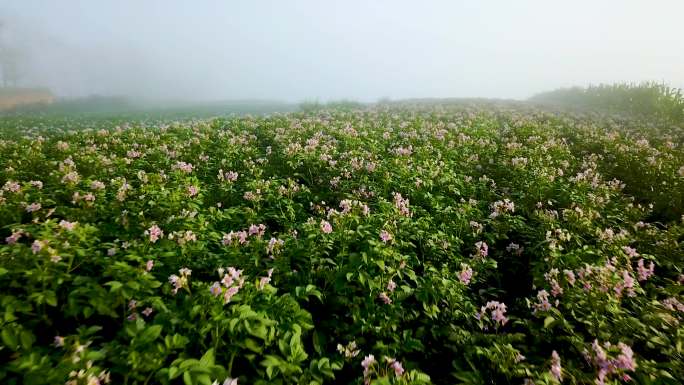 土豆开花  豆角喷洒营养液