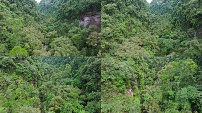 航拍四川野生原始桫椤树生长在小溪山林