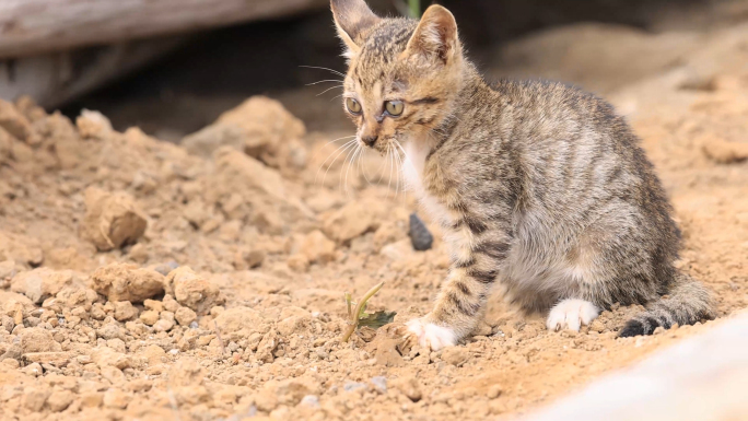 小野猫抓鱼、嬉戏