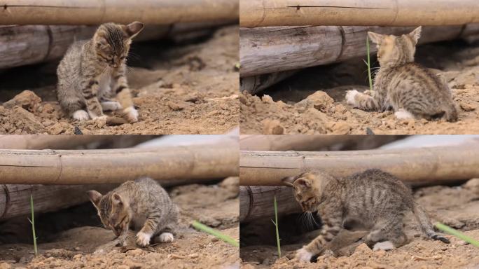 小野猫抓鱼、嬉戏