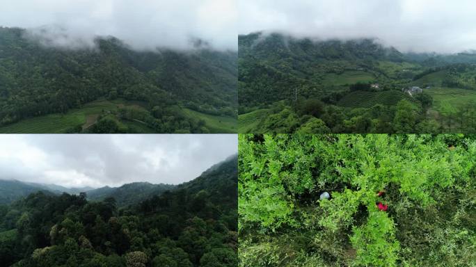 武夷山茶山航拍