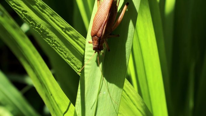 蟋蟀在森林里依附树叶，自然的动物行为