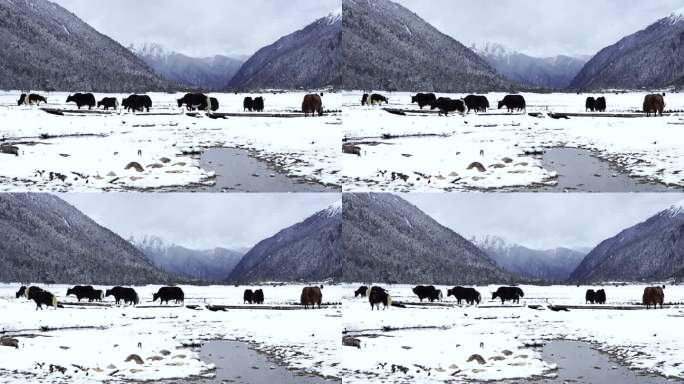 西藏林芝巴松措景区，在雪地森林行走的牦牛