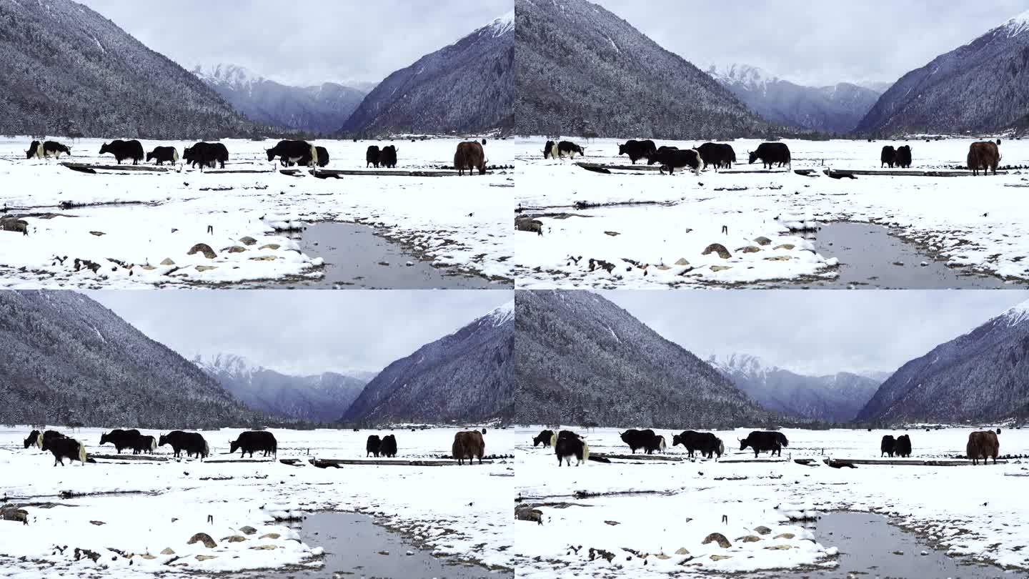西藏林芝巴松措景区，在雪地森林行走的牦牛