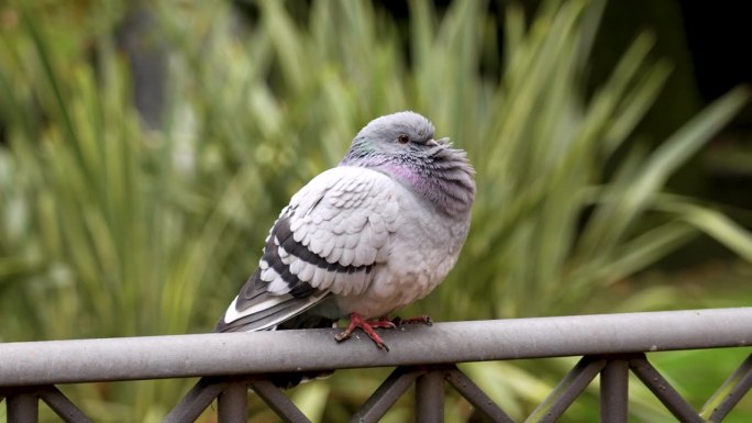 野鸽(Columba livia)在公园