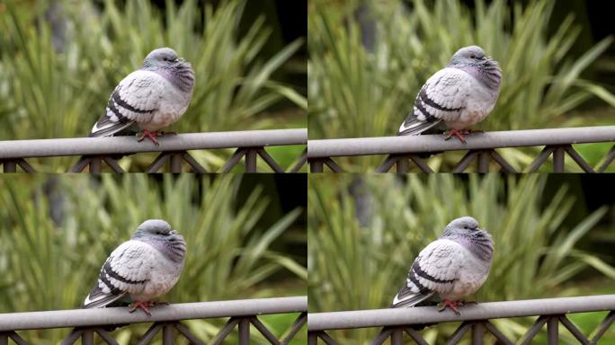 野鸽(Columba livia)在公园