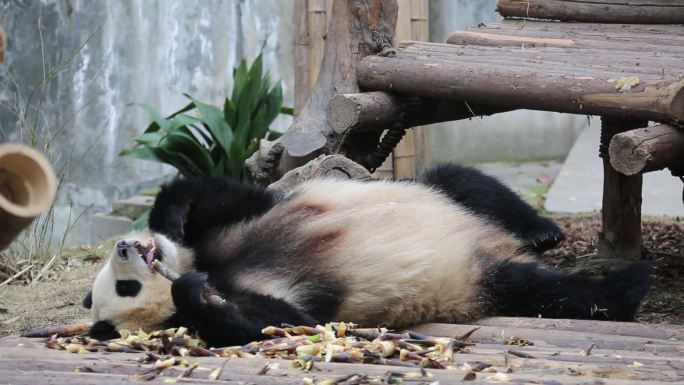 躺着吃竹笋的熊猫