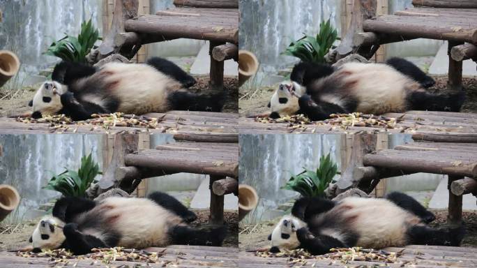 躺着吃竹笋的熊猫