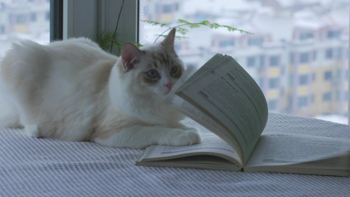 猫咪和书籍
