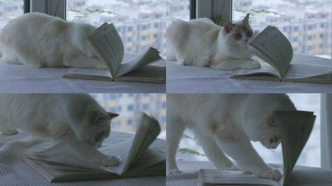 猫咪和书籍