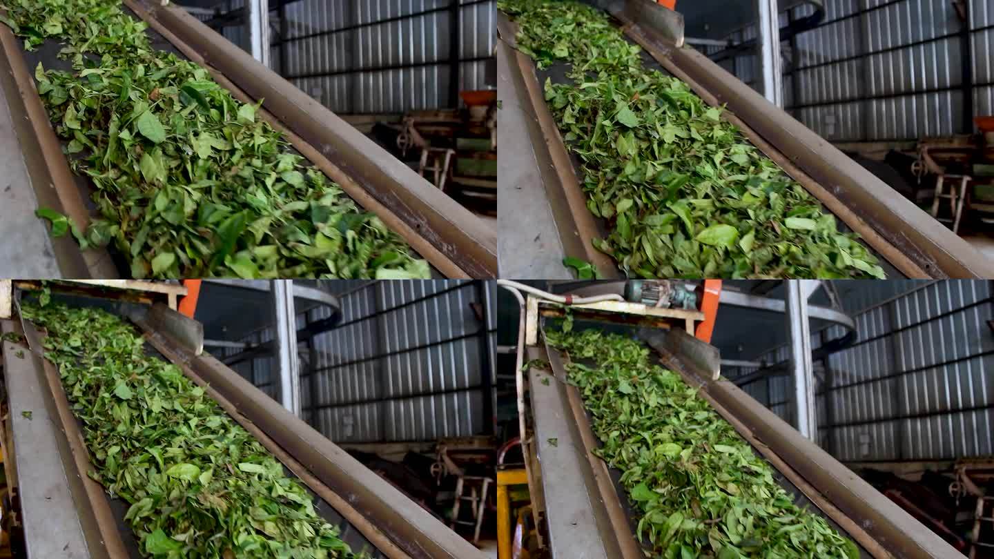 茶叶加工厂，采摘后的新鲜绿茶被送去加工
