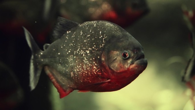 水下的红腹食人鱼