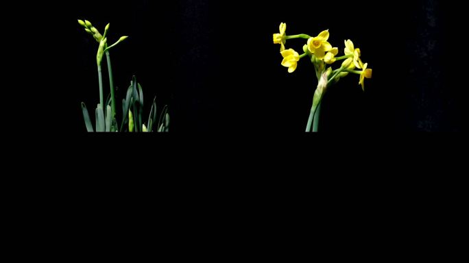 黄色洋水仙 延时摄影 ins风植物黑背景