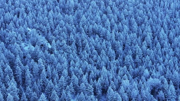 科罗拉多州圣诞阴影冷蓝色落基山脉密集在冰封霜第一雪松树森林常绿莫里森丹佛山蓝天埃文斯电影空中无人机右