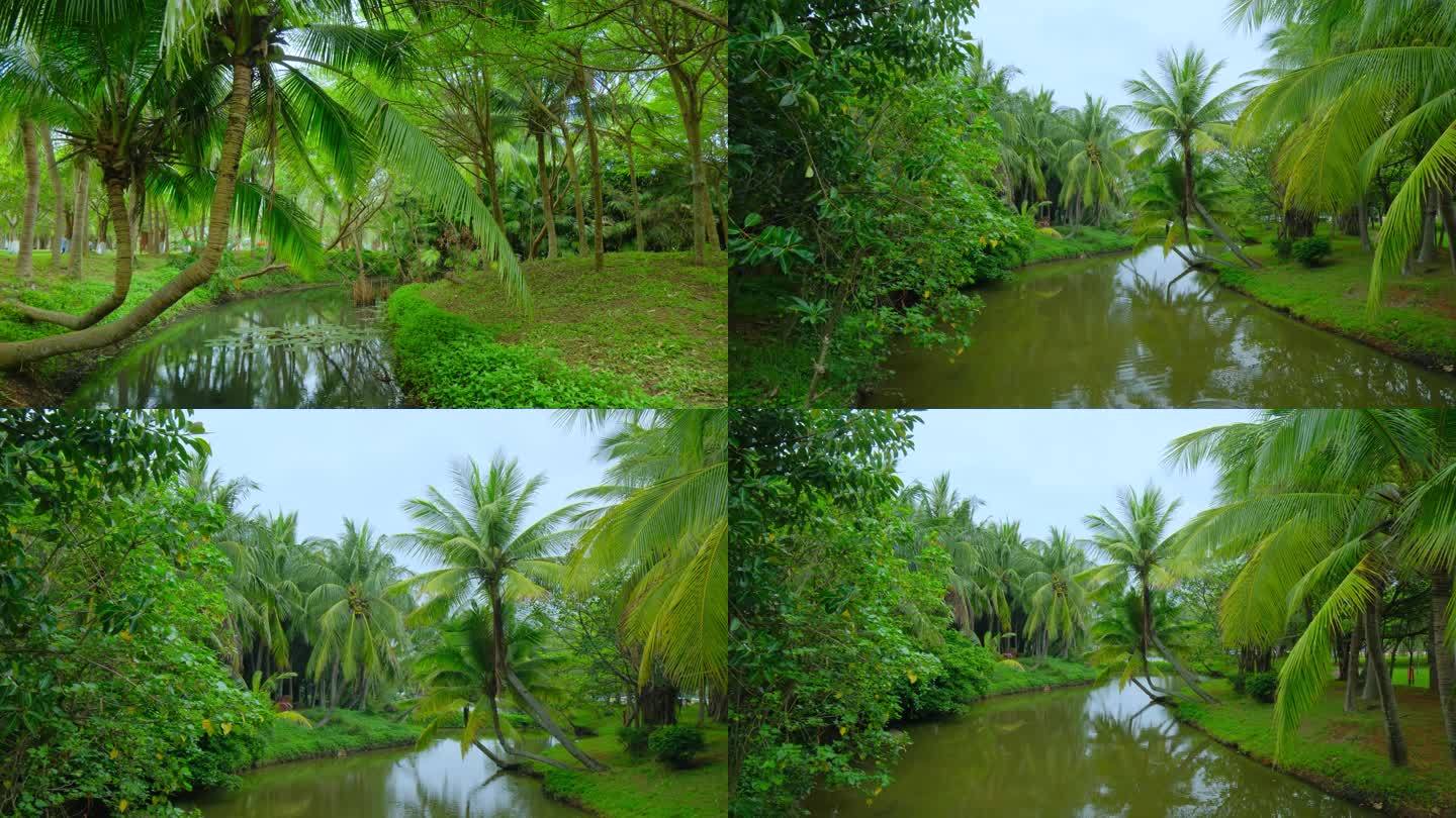 热带雨林树林丛林椰树林湿地公园小河