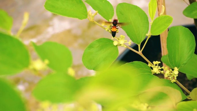 蜜蜂给李树花授粉