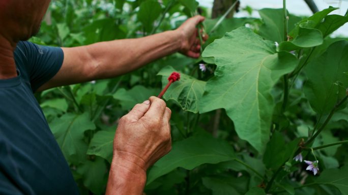 蔬菜大棚茄子种植人工授粉点花头