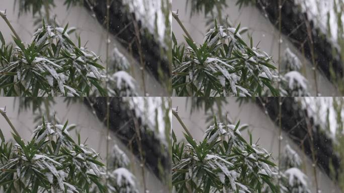 冬天下雪风景