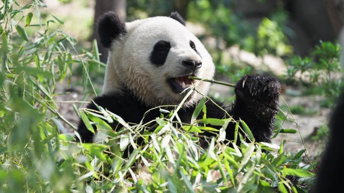 一只可爱的国宝吃竹子懒洋洋大熊猫进食特写