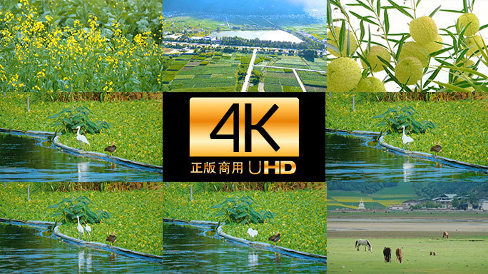 云南大理洱海边原生态田园风光4K