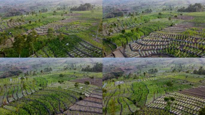 鸟瞰图为烟草种植准备的田地，非常大的烟草田地，印度尼西亚的烟草工业