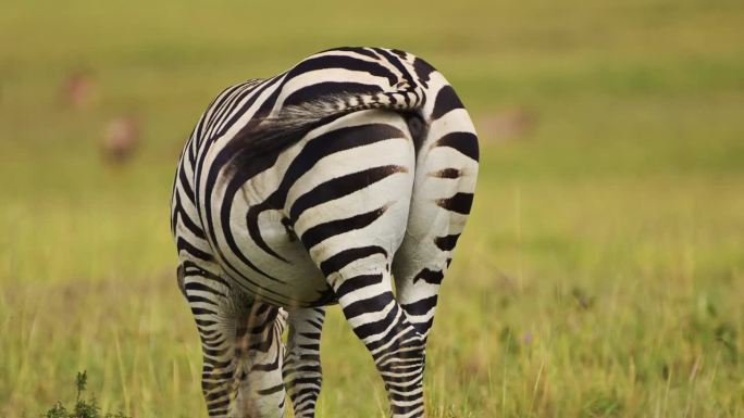 慢动作拍摄，斑马背部近距离显示条纹和尾巴移动，肯尼亚马赛马拉国家保护区的非洲野生动物，马赛马拉北部保