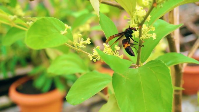 蜜蜂给李树花授粉