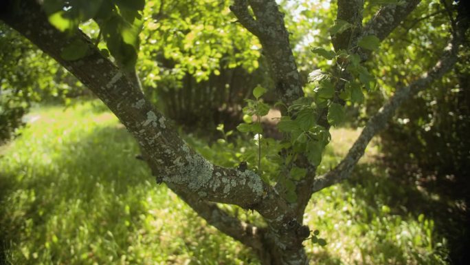 在草坪旁的阴凉花园里，一棵长满苔藓和地衣的苹果树的纹理树干，阳光穿过灌木丛。